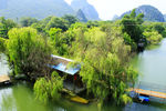 小河杨柳
