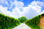 爬山虎围墙道路