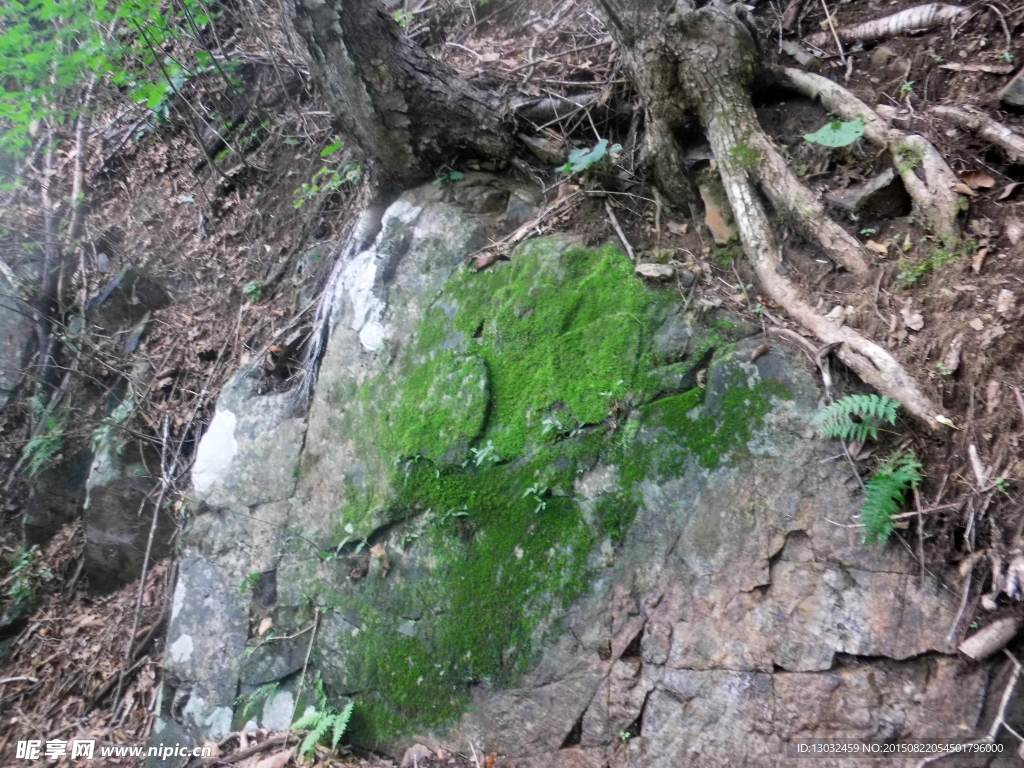 苔藓