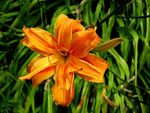 百合花