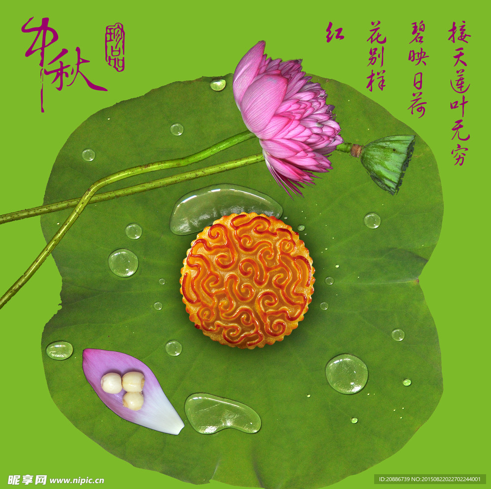荷花中的月饼