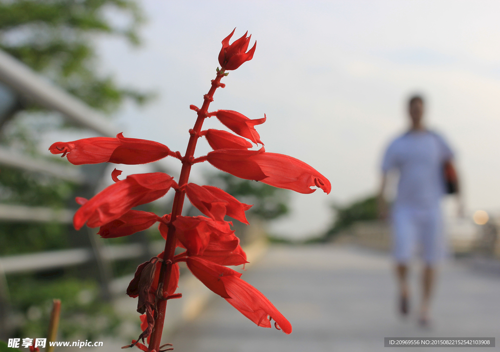 花
