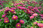雏菊