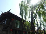 木楼柳树阳光