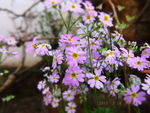 紫雏菊