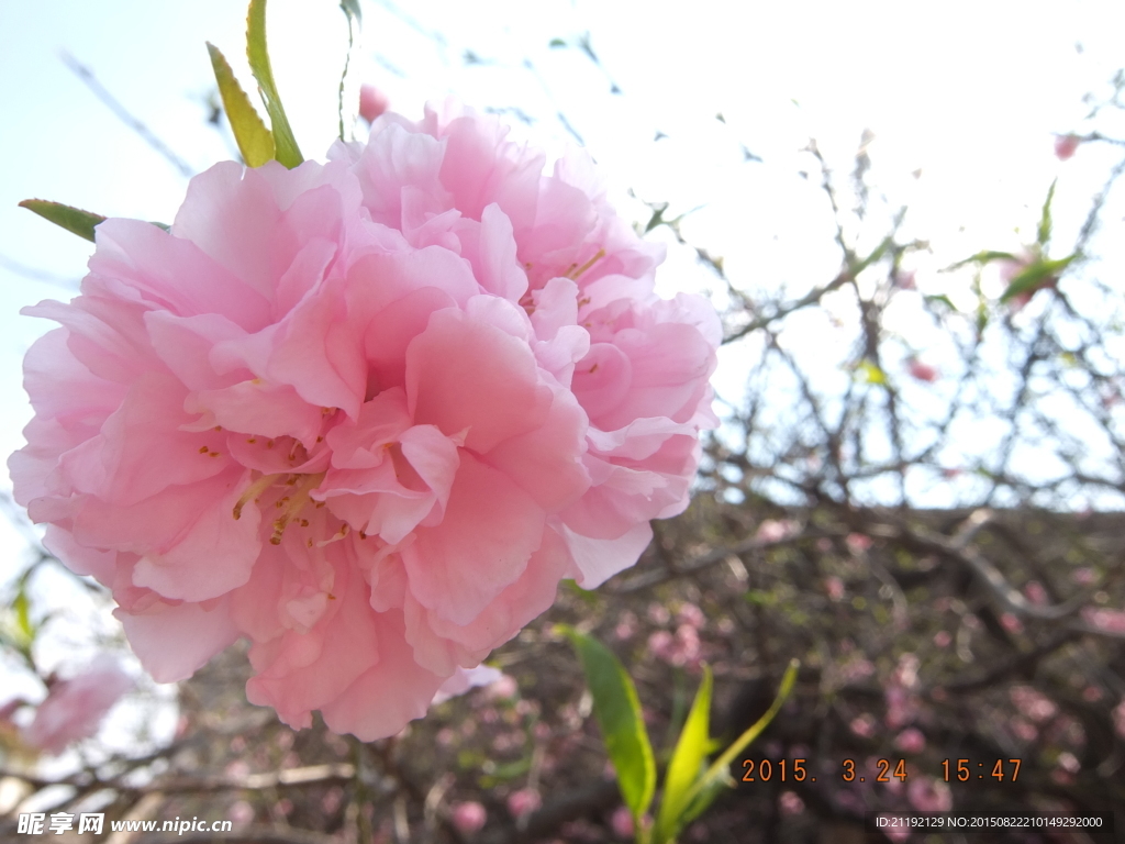 樱花