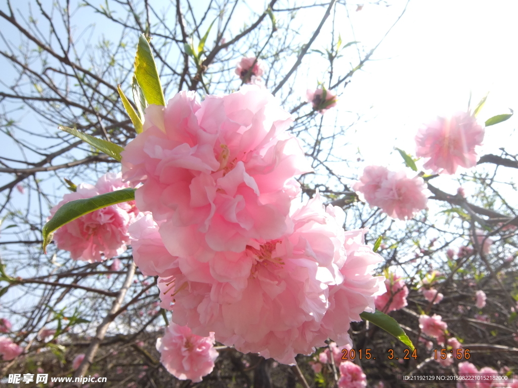 樱花