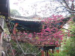 花掩古楼