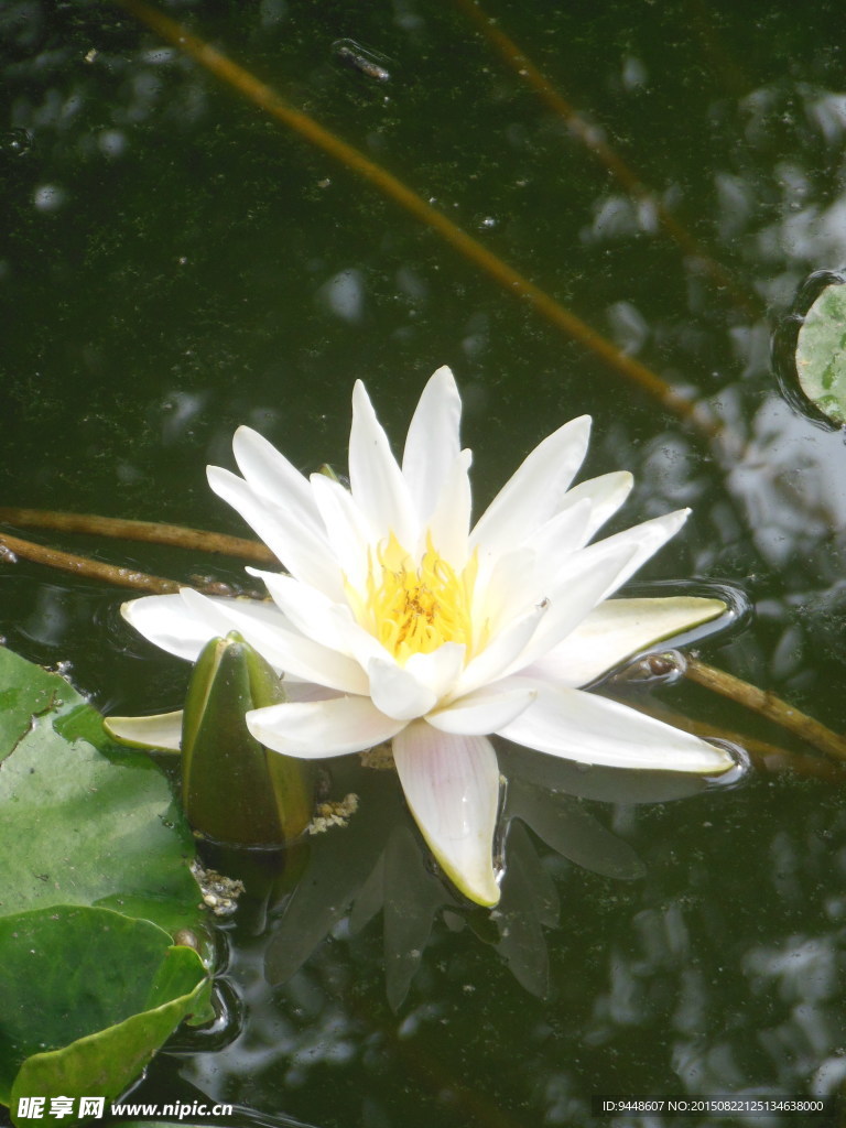 睡莲花