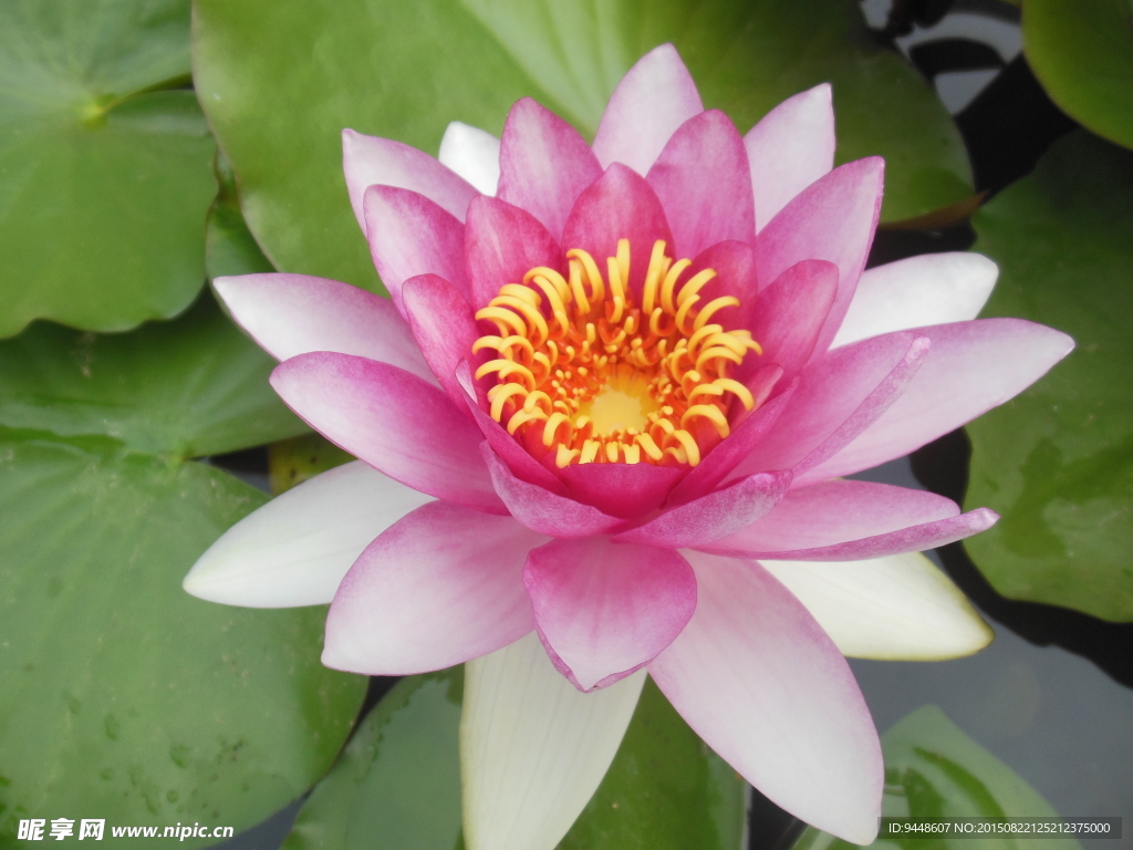 睡莲花