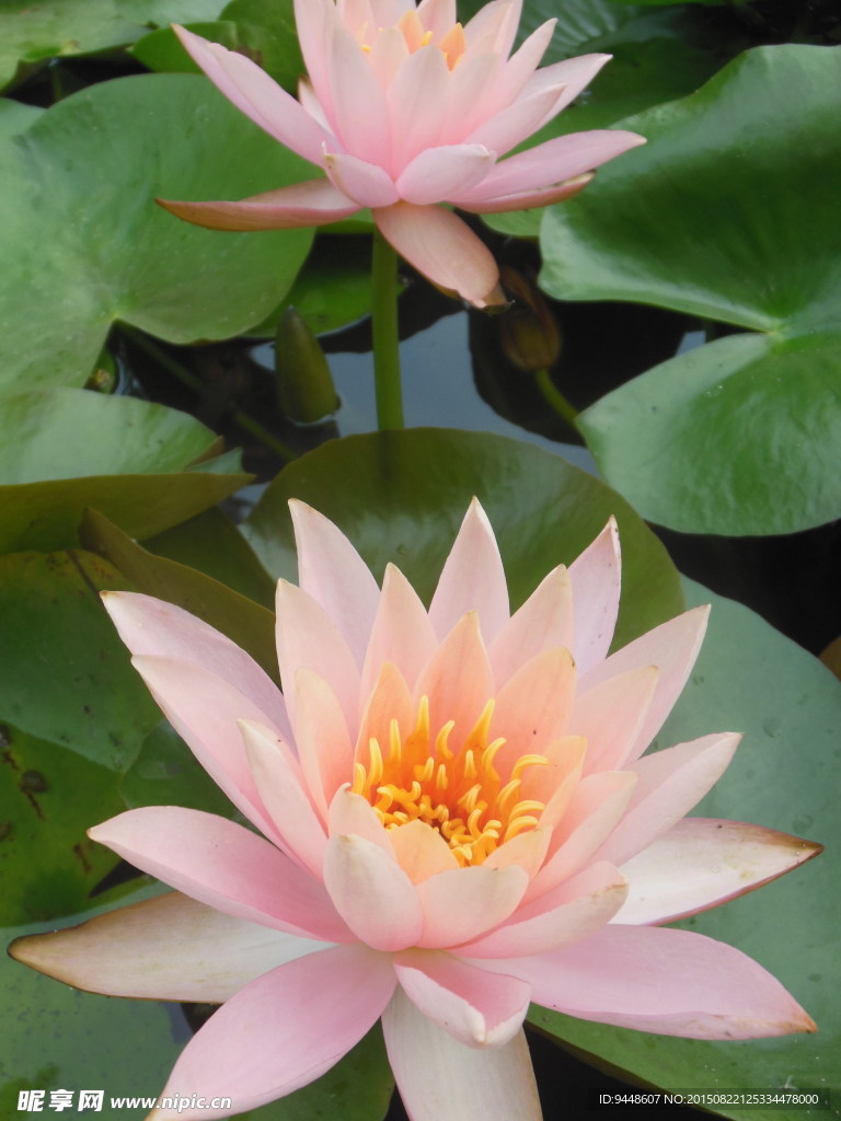 睡莲花