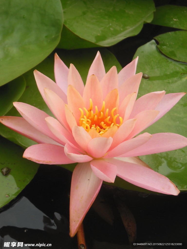 睡莲花