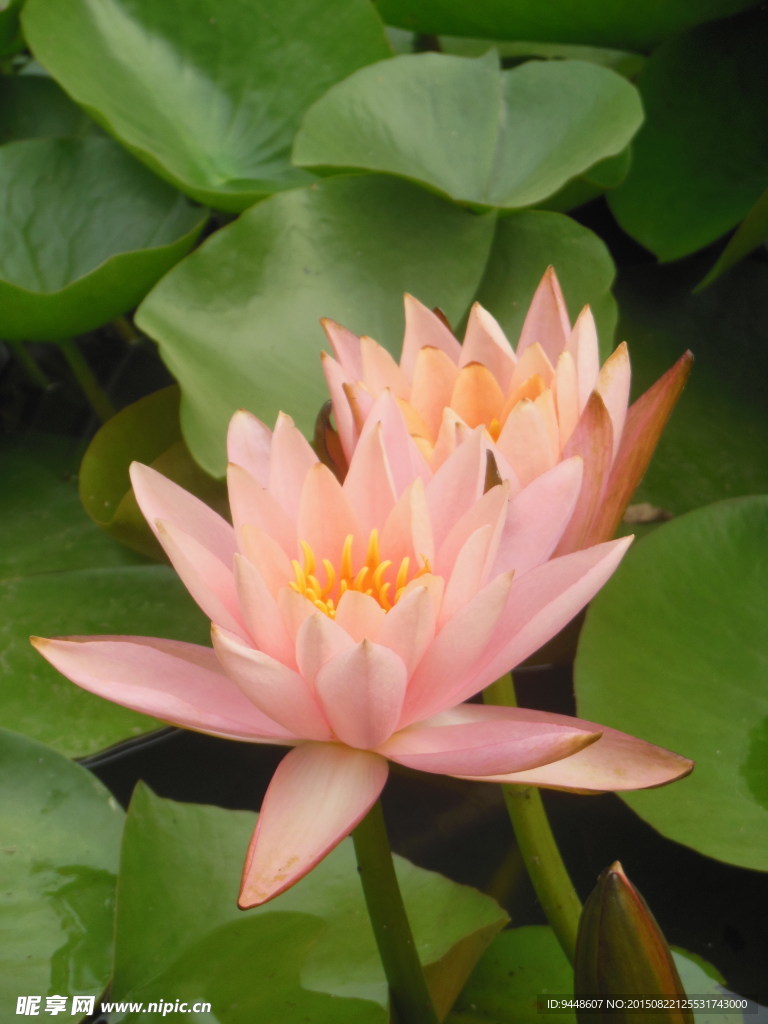 睡莲花