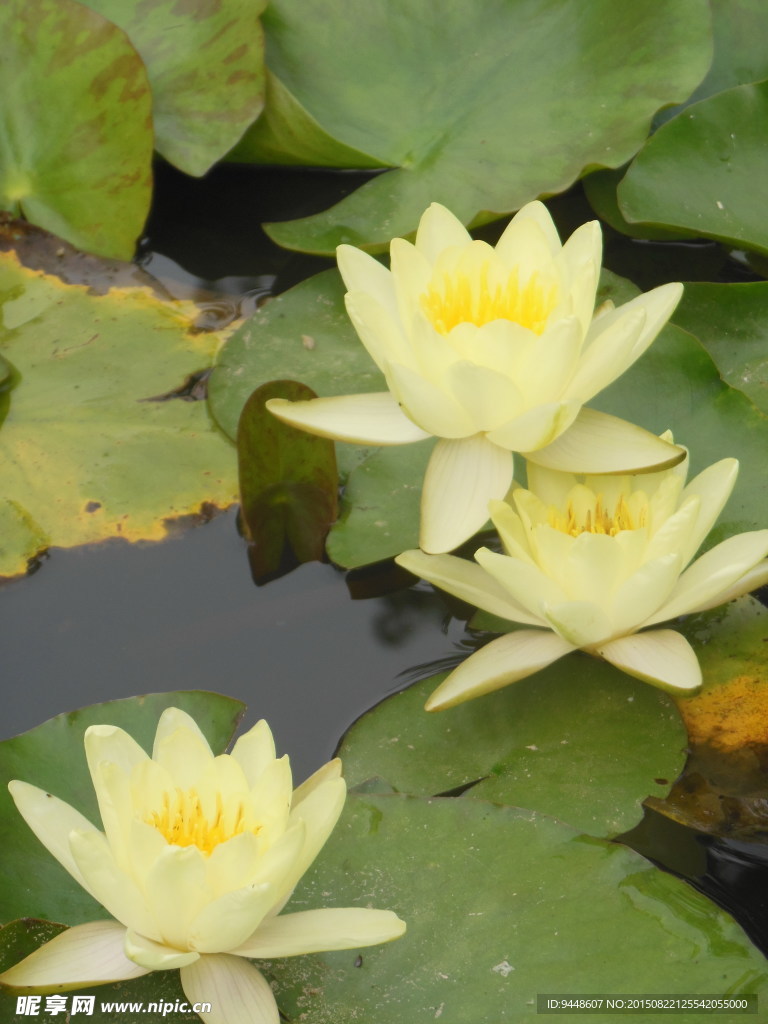 睡莲花