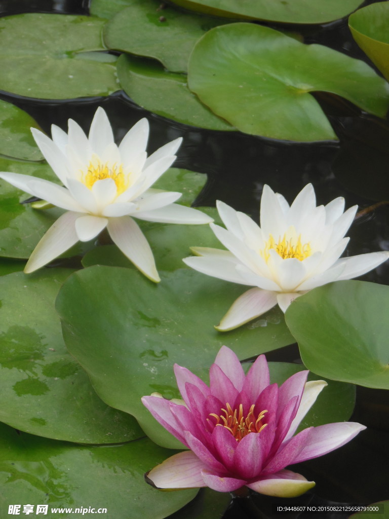 睡莲花