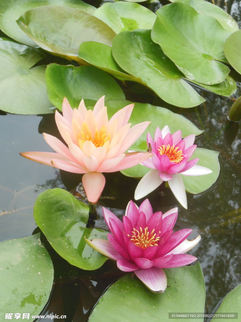 睡莲花