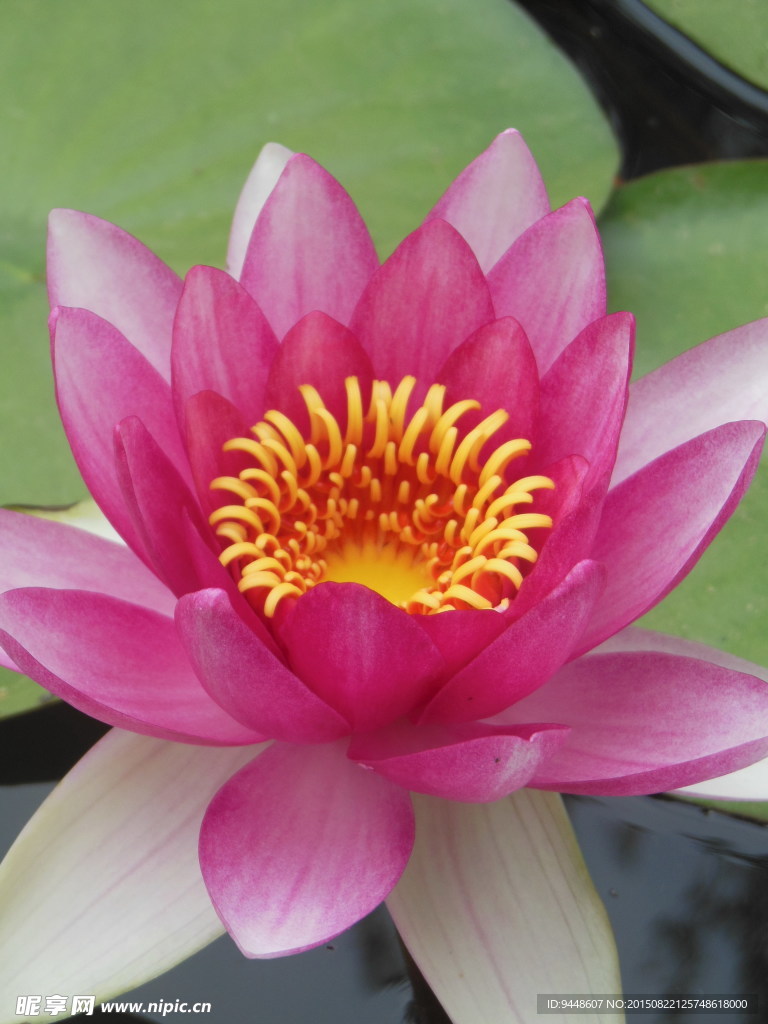睡莲花