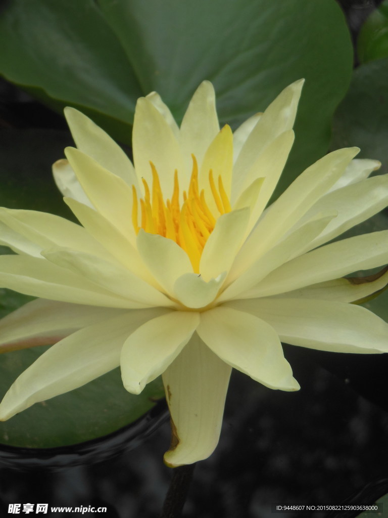 睡莲花