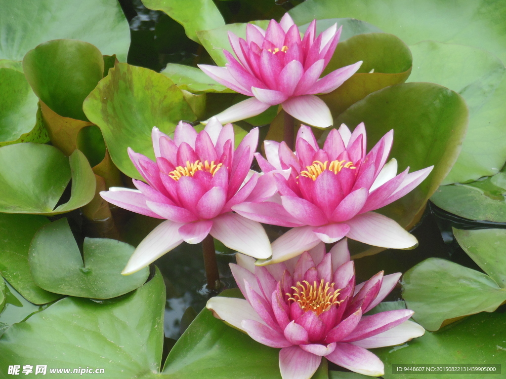 睡莲花