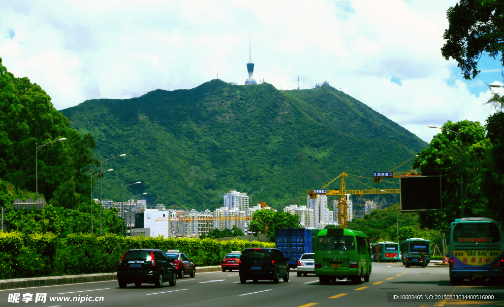 巍巍梧桐 城市巅峰