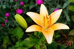 百合花