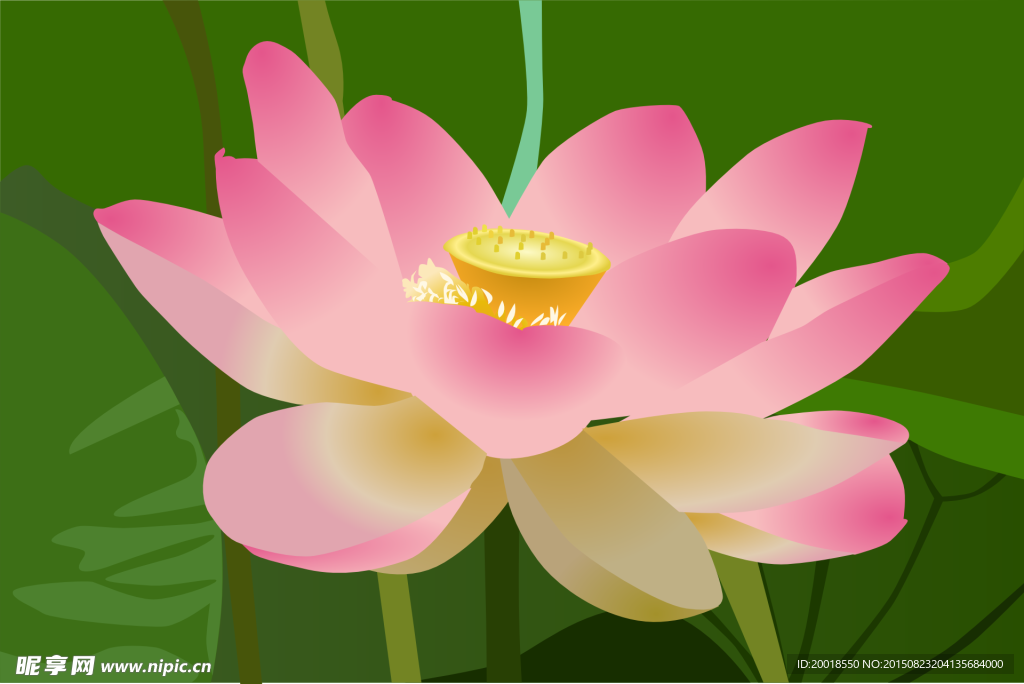 莲花