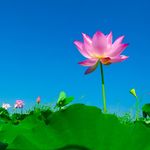 莲花