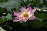 莲花