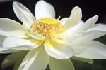 莲花
