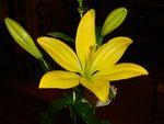 百合花
