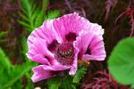 罂粟花