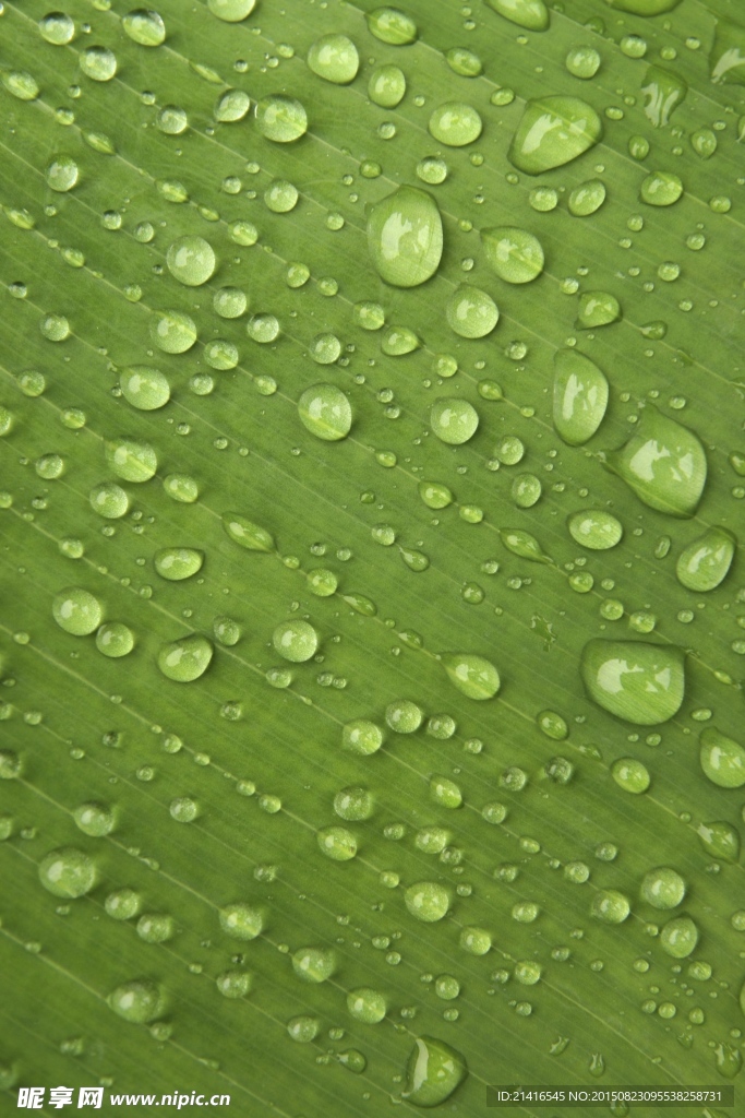 植物水珠