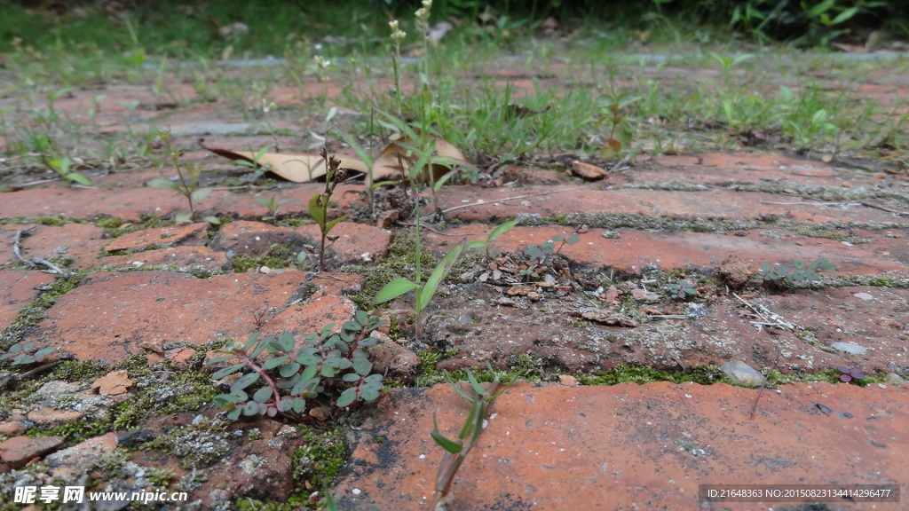 细草
