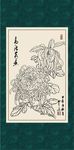 白描菊花