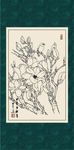 白描玉兰