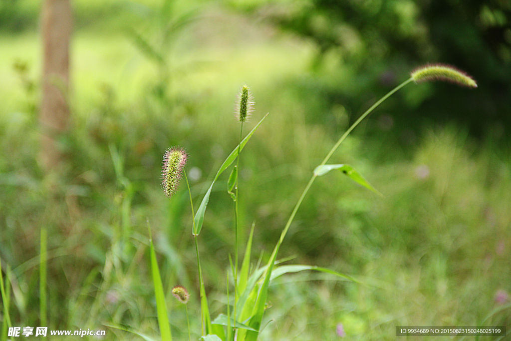 狗尾巴草