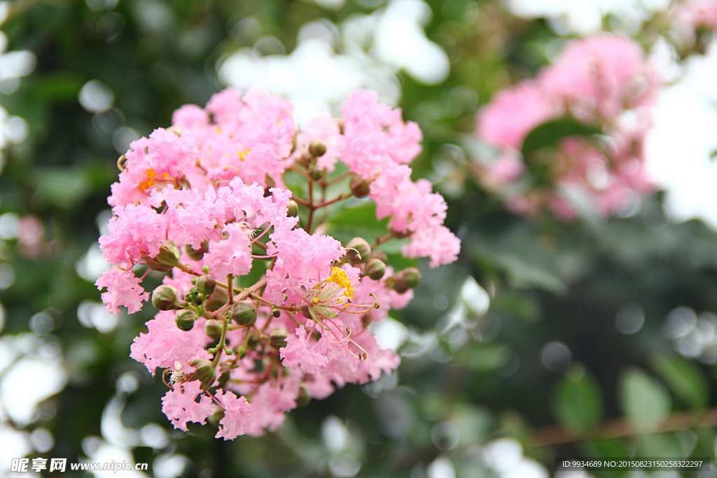 紫薇花