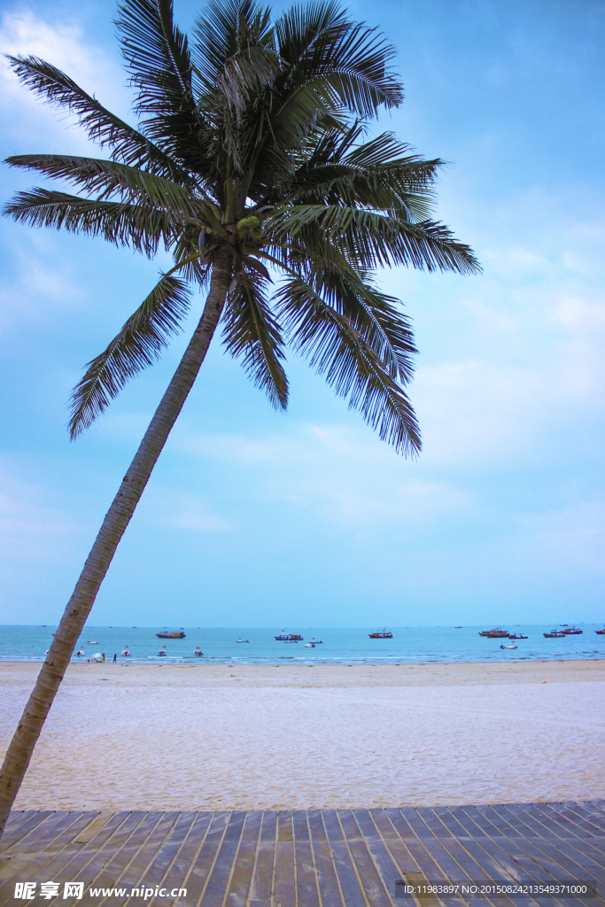 海边棕榈树