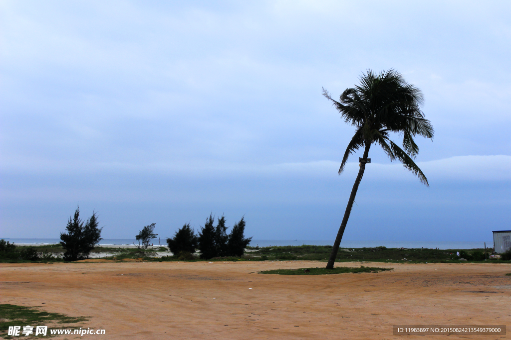北海银滩棕榈树