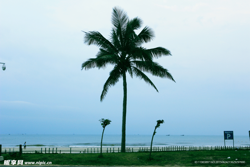 蓝天大海棕榈树
