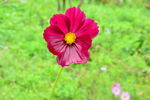雨中小花
