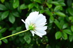 雨中小花