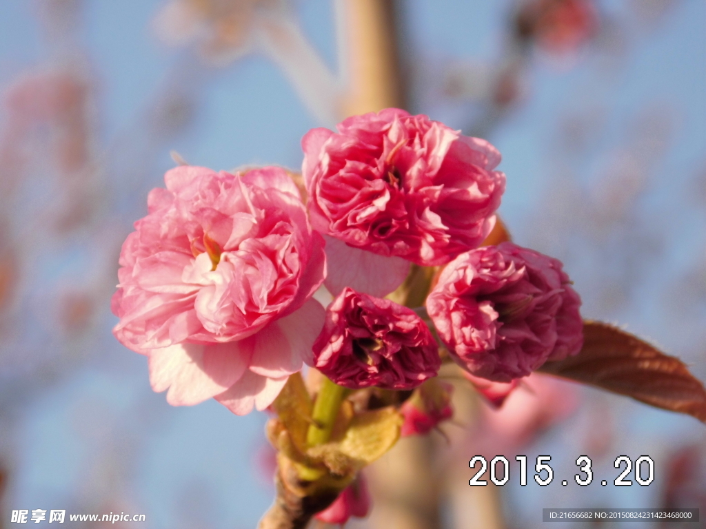 碧桃花