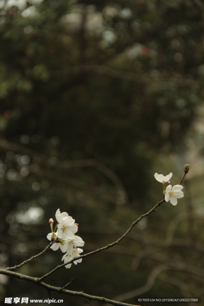 花