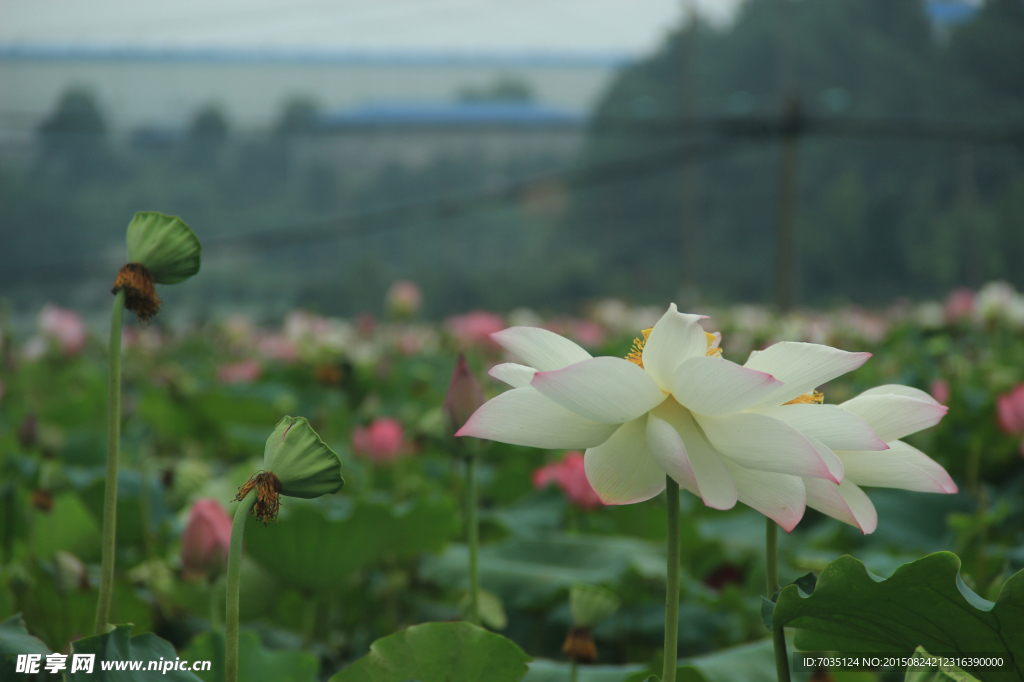 莲花