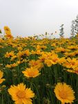 邹菊
