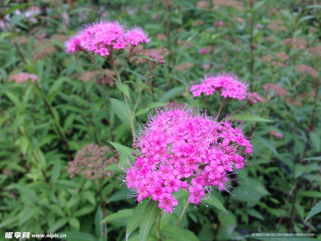 粉花绣线菊