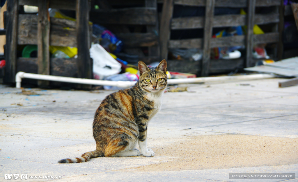 神情的猫咪