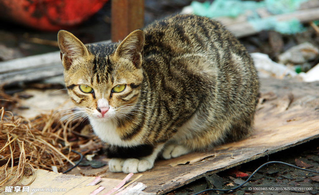 两只猫