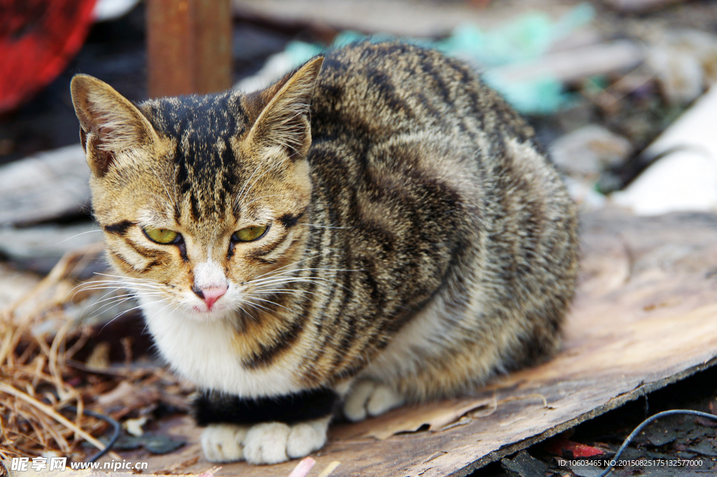 两只猫 花猫缠花猫